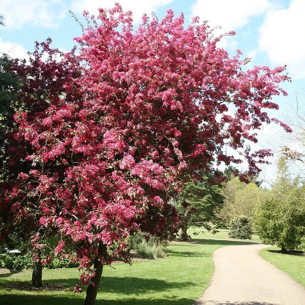 Malus × Moerlandsii 'Profusion Improved' 2 Malus × Moerlandsii 'Profusion Improved' - Image 2