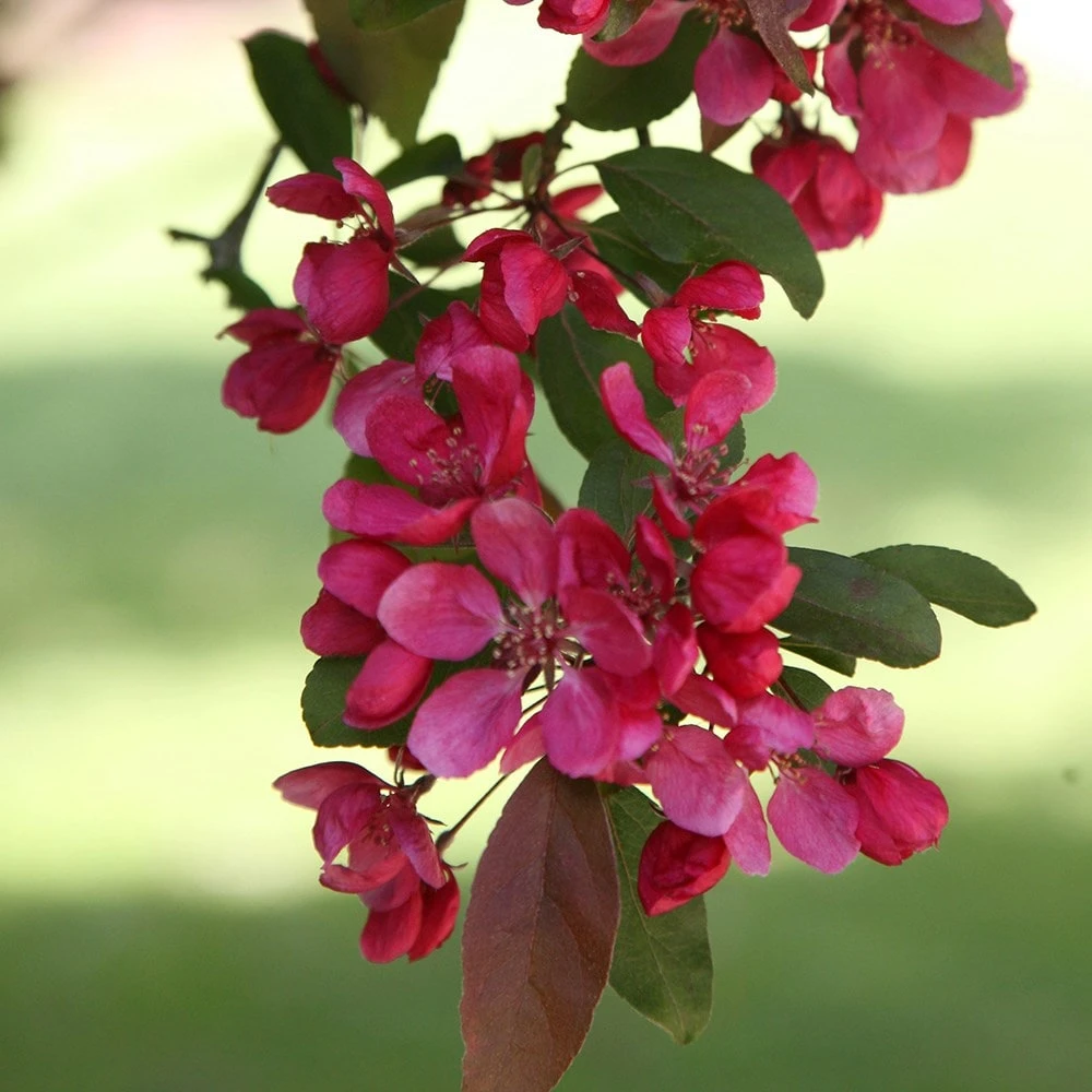 Malus × Moerlandsii 'Profusion Improved' 3 Malus × Moerlandsii 'Profusion Improved' - Image 3