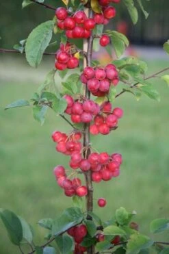 Malus × Robusta 'Red Sentinel' 7 Malus × Robusta 'Red Sentinel' -Plants Shop tr0000004594 card4 lg