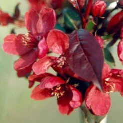 Malus 'Royalty'