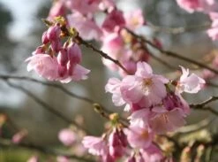Prunus 'Accolade' -Plants Shop tr0000004619 card4 lg