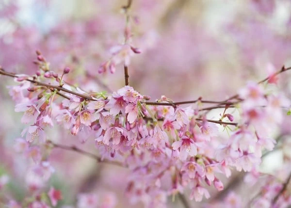 Prunus × Incam 'Okamé' 2 Prunus × Incam 'Okamé' - Image 2