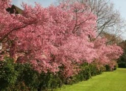 Prunus × Incam 'Okamé' 8 Prunus × Incam 'Okamé' -Plants Shop tr0000004630 card3 lg