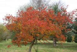 Prunus × Incam 'Okamé' 9 Prunus × Incam 'Okamé' -Plants Shop tr0000004630 card4 lg