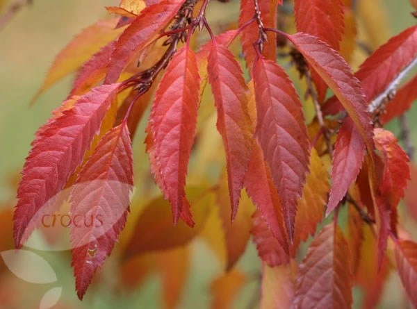 Prunus × Incam 'Okamé' 5 Prunus × Incam 'Okamé' - Image 5