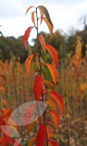 Prunus 'Pandora' 2 Prunus 'Pandora' - Image 2