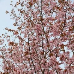 Prunus Sargentii -Plants Shop tr0000004638 card4 lg