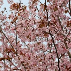 Prunus Sargentii -Plants Shop tr0000004638 card5 lg