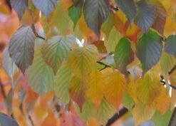 Prunus Serrula -Plants Shop tr0000004639 card3 lg