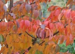 Prunus Serrula -Plants Shop tr0000004639 card4 lg