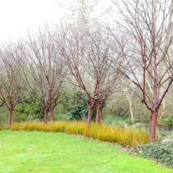 Prunus Serrula -Plants Shop tr0000004639 card5 lg