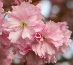 Prunus 'Kanzan' -Plants Shop tr0000004641 card3 lg