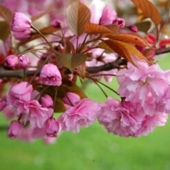 Prunus 'Kanzan' -Plants Shop tr0000004641 card5 lg