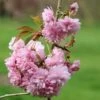 Prunus 'Kiku-shidare-zakura'