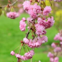 Prunus 'Kiku-shidare-zakura' 9 Prunus 'Kiku-shidare-zakura' -Plants Shop tr0000004643 card5 lg