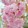Prunus 'Pink Perfection'