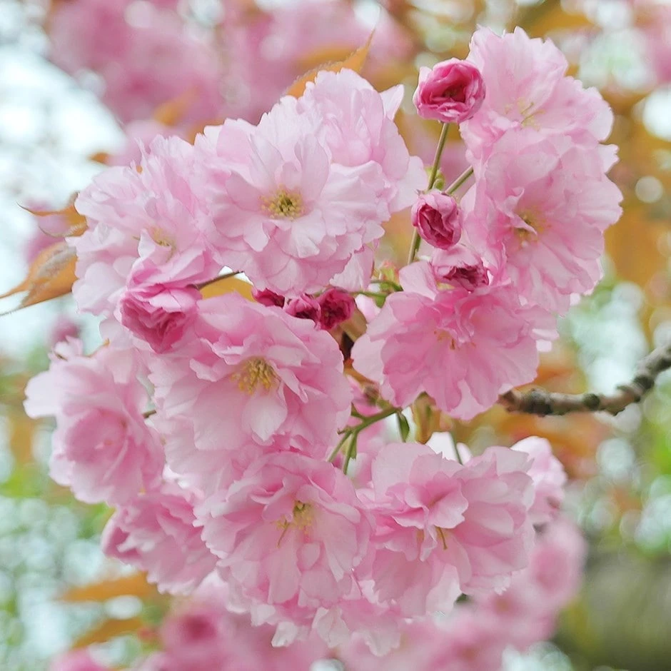 Prunus 'Pink Perfection' 1 Prunus 'Pink Perfection'