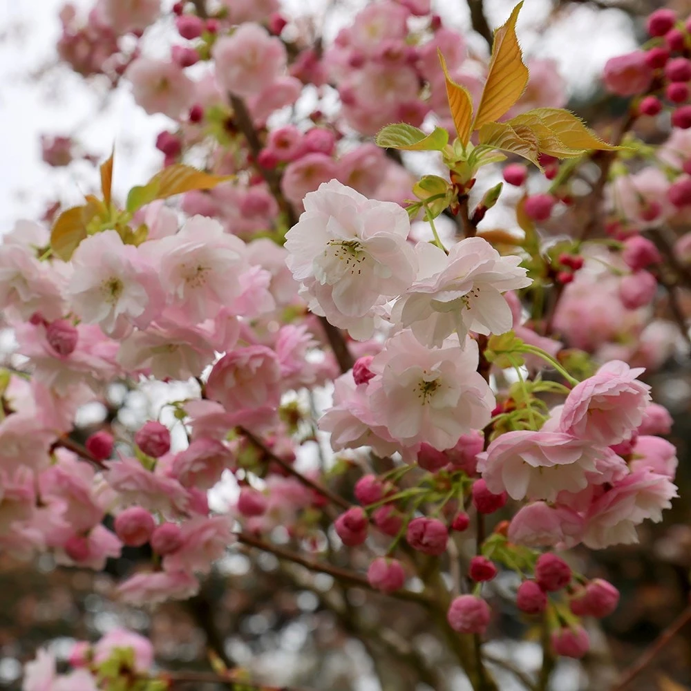 Prunus 'Fugenzō' 2 Prunus 'Fugenzō' - Image 2