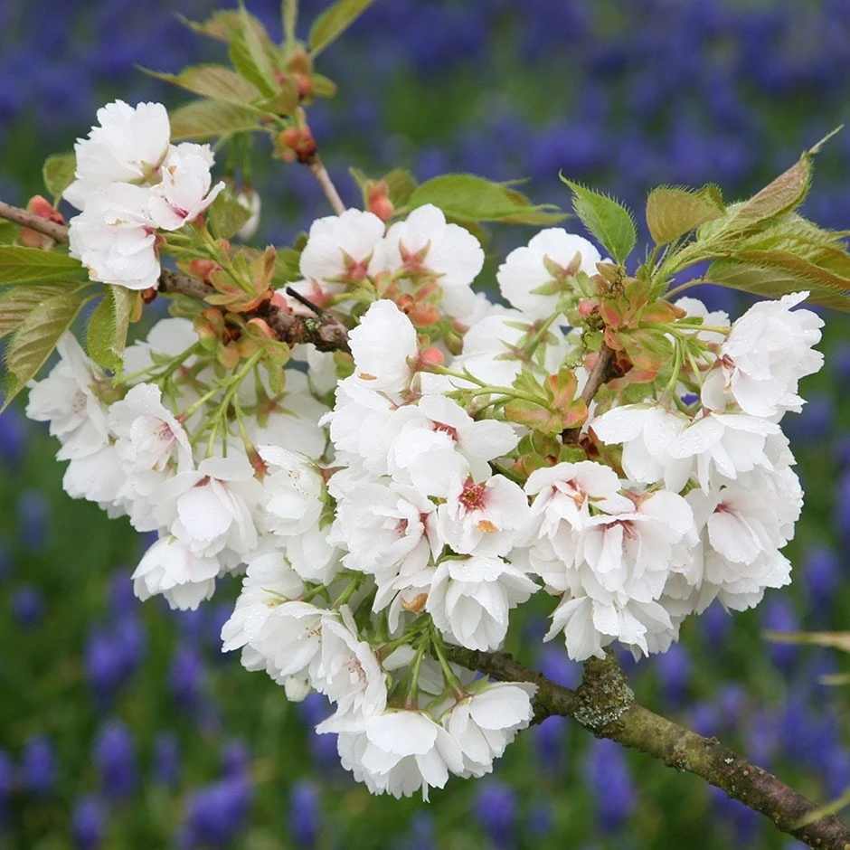 Prunus 'Shirotae' 1 Prunus 'Shirotae'