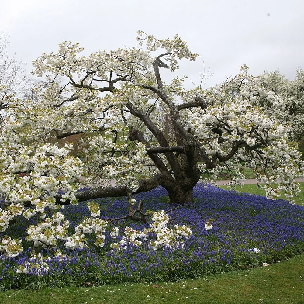 Prunus 'Shirotae' 2 Prunus 'Shirotae' - Image 2