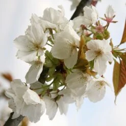 Prunus 'Tai-haku'