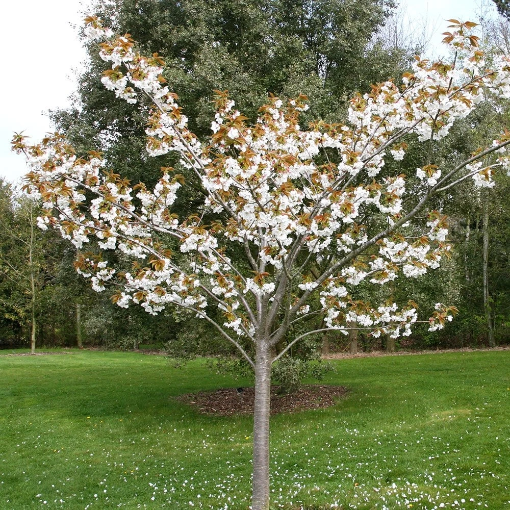 Prunus 'Tai-haku' 2 Prunus 'Tai-haku' - Image 2