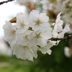 Prunus 'Tai-haku' 6 Prunus 'Tai-haku' -Plants Shop tr0000004647 card3 lg