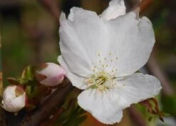 Prunus 'Tai-haku' 7 Prunus 'Tai-haku' -Plants Shop tr0000004647 card4 lg