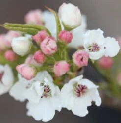 Pyrus Calleryana 'Chanticleer' 7 Pyrus Calleryana 'Chanticleer' -Plants Shop tr0000004667 card4 lg