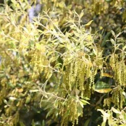 Quercus Ilex -Plants Shop tr0000004676 card3 lg