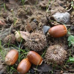 Quercus Robur -Plants Shop tr0000004679 card3 lg