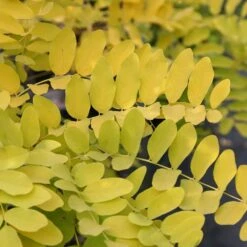 Robinia Pseudoacacia 'Frisia' -Plants Shop tr0000004687 card3 lg