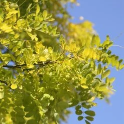 Robinia Pseudoacacia 'Frisia' -Plants Shop tr0000004687 card4 lg