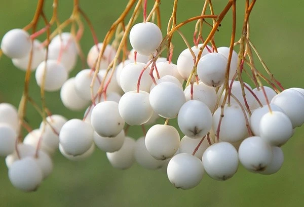 Sorbus Cashmiriana 'Hedl.' 2 Sorbus Cashmiriana 'Hedl.' - Image 2