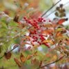 Sorbus Commixta 'Embley'