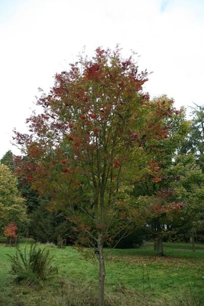 Sorbus Commixta 'Embley' 2 Sorbus Commixta 'Embley' - Image 2