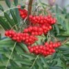 Sorbus Ulleungensis 'Olympic Flame'