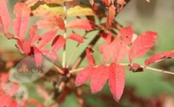 Sorbus Ulleungensis 'Olympic Flame' -Plants Shop tr0000004729 card3 lg
