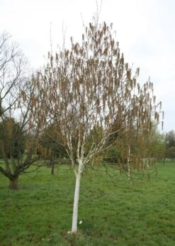 Betula Utilis Subsp. Jacquemontii 'Grayswood Ghost' -Plants Shop tr0000078429 card3 lg