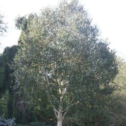 Betula Utilis Subsp. Jacquemontii 'Grayswood Ghost' -Plants Shop tr0000078429 card4 lg