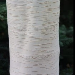 Betula Utilis Subsp. Jacquemontii 'Grayswood Ghost' -Plants Shop tr0000078429 card5 lg