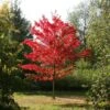Acer Rubrum 'October Glory'
