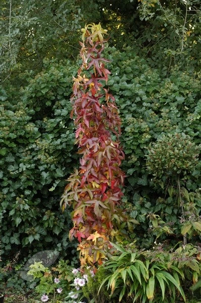 Liquidambar Styraciflua 'Slender Silhouette' 2 Liquidambar Styraciflua 'Slender Silhouette' - Image 2