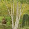 Betula Utilis Subsp. Jacquemontii 'Doorenbos'