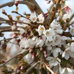 Prunus 'Snow Showers' 5 Prunus 'Snow Showers' -Plants Shop tr2000018169 card3 lg