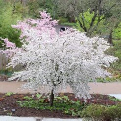 Prunus 'The Bride' 5 Prunus 'The Bride' -Plants Shop tr2000018170 card3 lg