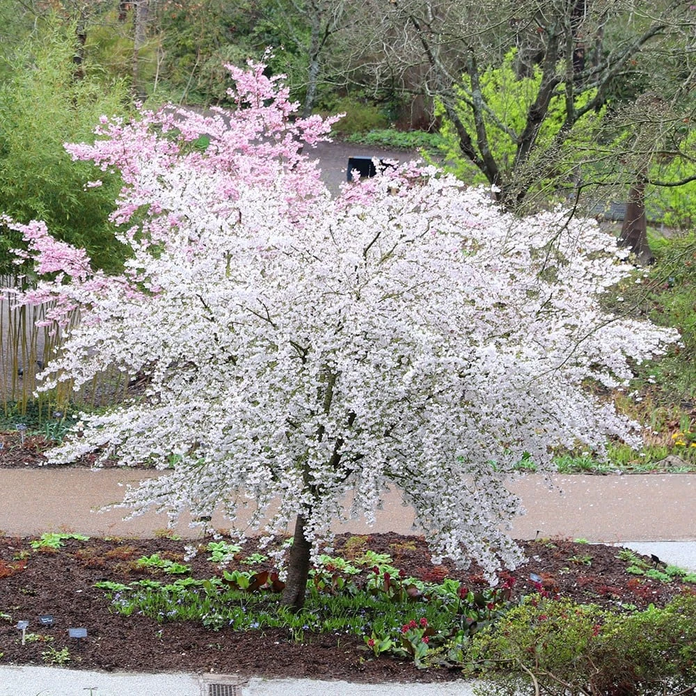 Prunus 'The Bride' 3 Prunus 'The Bride' - Image 3