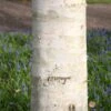 Betula Utilis Subsp. Jacquemontii