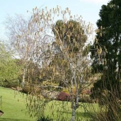 Betula Utilis Subsp. Jacquemontii -Plants Shop tr2000029151 card3 lg