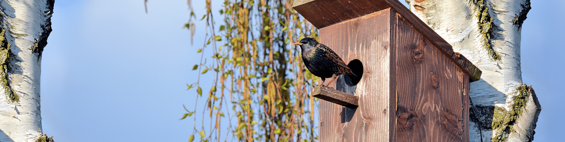 Plants Shop -Plants Shop birdcare banner